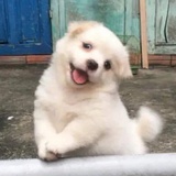 Chenpipi