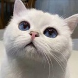 遥看一处攒云树