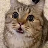 猫猫头MOMO