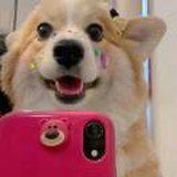 兔飞猛进冲