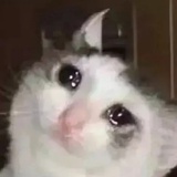不笑猫