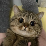 汪汪队丢大人