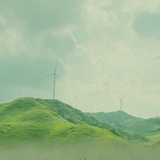 一棵大树