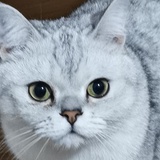 诺诺