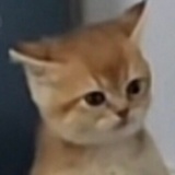 多多