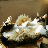 猫伯伯蒙贵