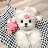 小狗最快乐