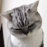 小橙