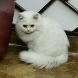 摇曳鳗