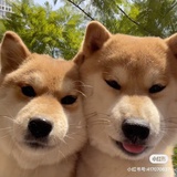 哔叽