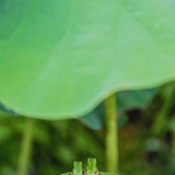 白醋鸡蛋飞机