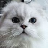 狗狗的图书馆