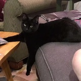 恨世界小猫