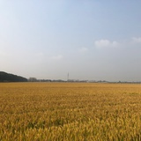 Cacy自由Flag