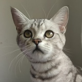 猫探花