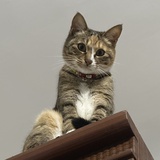猫猫教必胜