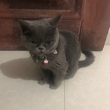 小肉丸子