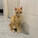 东莞租房小帮手