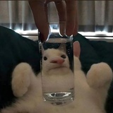 给它最好的爱