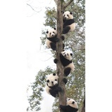 熊猫串串香