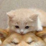 卡卡其其