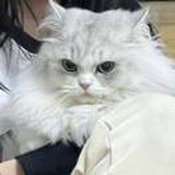 非主流无解