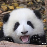 铁马冰河入梦来