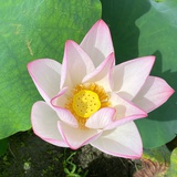 静客