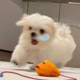 豆友CRSbODV2po