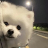 赤鹤呀