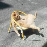 顷