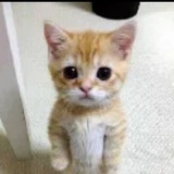 猫了个咪
