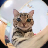 兎々