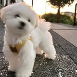 小珍珍