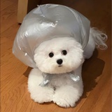 面包小狗