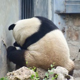 菲毓