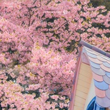 吃瓜群众