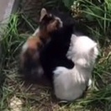 何梨亦合离