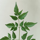 月亮橘子