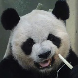 逗号没尾巴