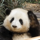 上山打老虎