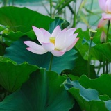 夏荷