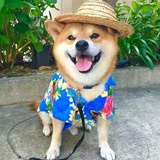 藏漂的鱼