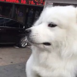 发棵哀瑞星