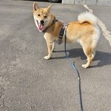 鹅