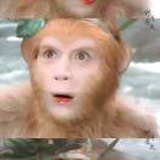 宁可枝头抱香死