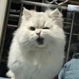 西木