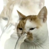 ⠀
