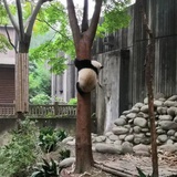 飞鸟