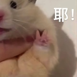 。z